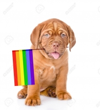 Bordeaux puppy with rainbow color flag symbolizing gay rights. I